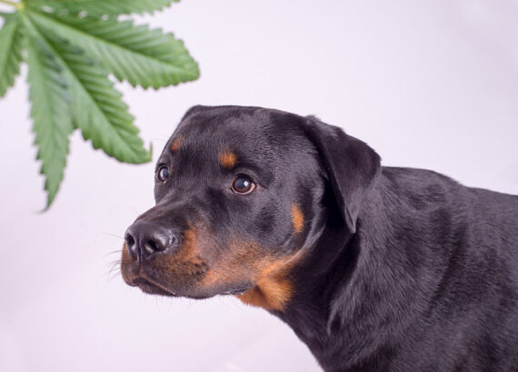 Pets and Marijuana