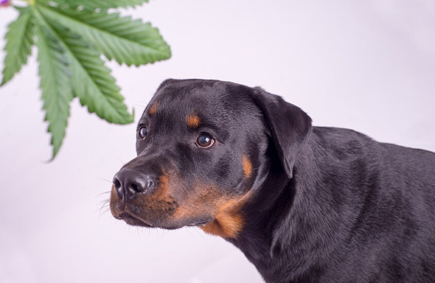 Pot Safety For Pets