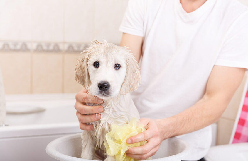Wash Your Dog – Without Harmful Ingredients