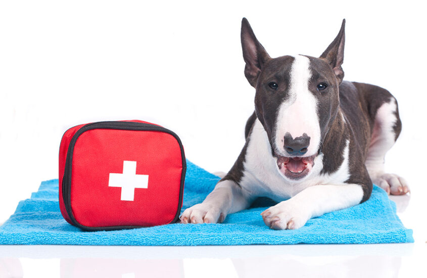 Pet First Aid Kit – A Guide to the Essentials
