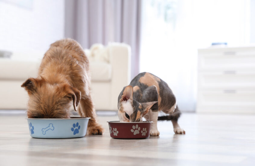 5 things to look for when shopping for a species-appropriate pet food 