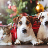 Ensuring a Safe and Stress-Free Holiday Season for Your Furry Friends!