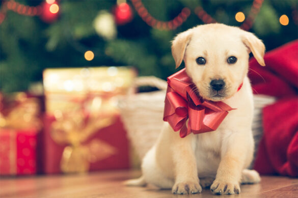 Puppy with Christmas presents