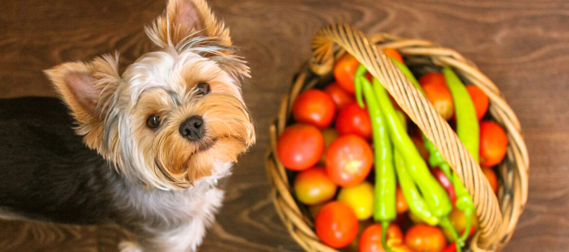 Dog with vegetables Dog with vegetables