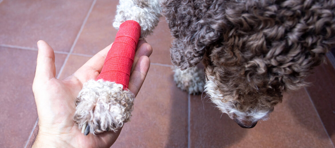 injured dog shaking paw with human palm First Aid Dog