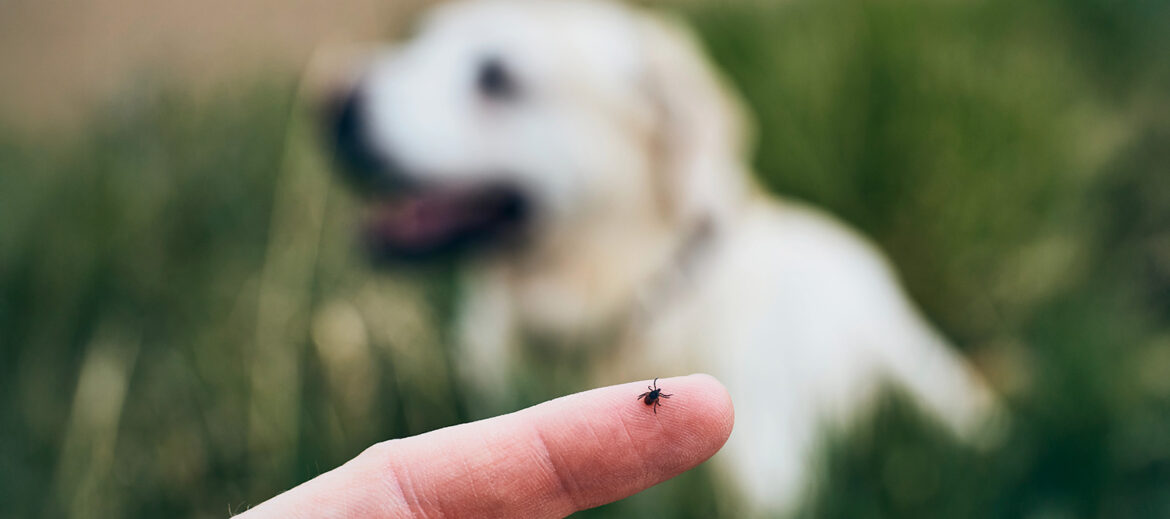 tick-dog Tick on person's finger with a dog in the background