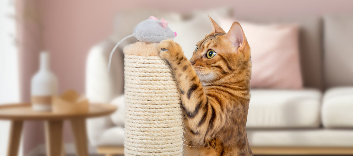A Bengal cat plays with a plush mouse on a scratching post. Cat with toy mouse
