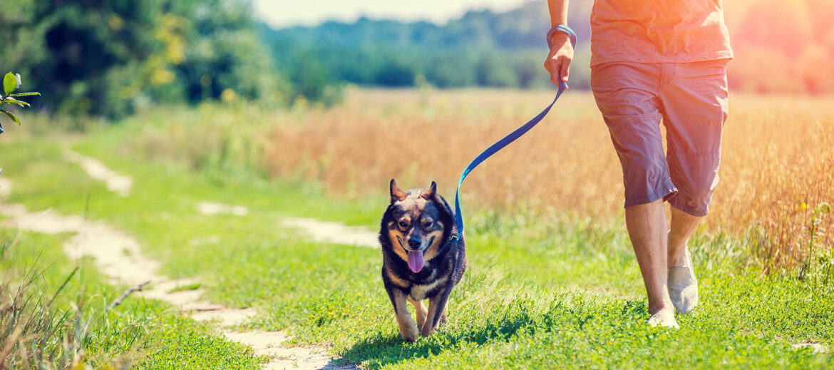 A man with a dog on a leash runs along the road along the oat fi