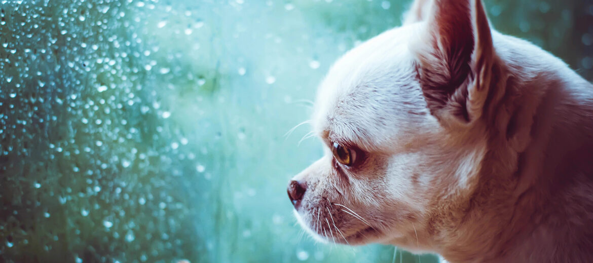 pet-pain-sept-2025