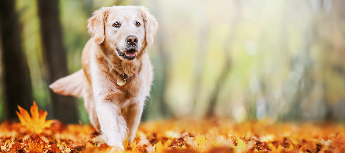 Dog Walking in Woods