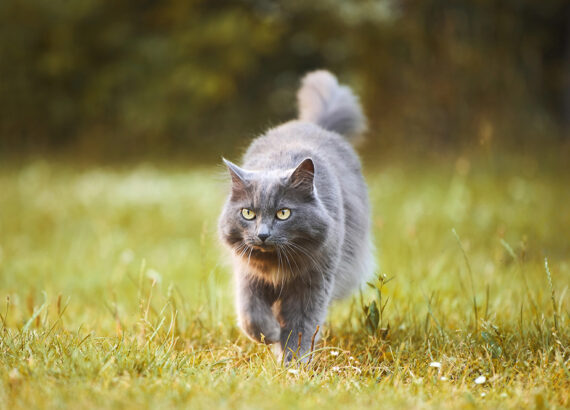 Cat in autumn grass