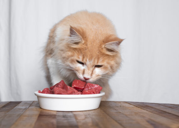 Cat Eating Raw Diet