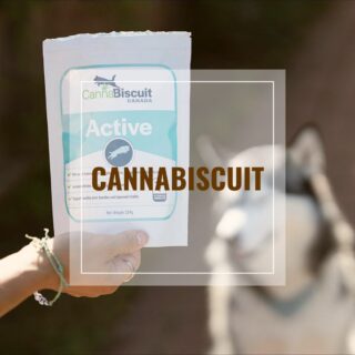 Do you have an active pet at home who can be extra hard on their joints?
 
CannaBiscuit Active Dog Chews is a soft chew for helping maintain healthy joints for those dogs who can be a little reckless. Contains Canadian sourced cold-pressed hemp seed oil with DHA sourced from algal, and flaxseed extract with an eggshell membrane supplement called BiovaFlex. Combined with various mushrooms such as shiitake, reishi and wholesome food ingredients like honey and apples. 

These Canadian chews are grain-free, containing a natural souce of collagen, glucosamine, and hyaluronic acid with no THC or CBD.